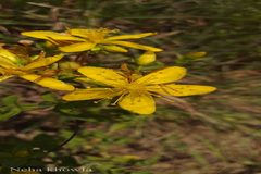 Hypericum perforatum